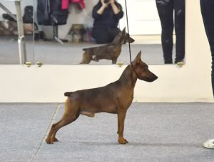 15327536_595908143933701_278848139_n